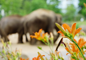 elephants_gabon_summit_fleur