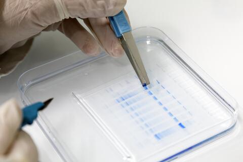 P3S_ plateforme_génomique_protéomique_SUMMIT_Sorbonne_Universite